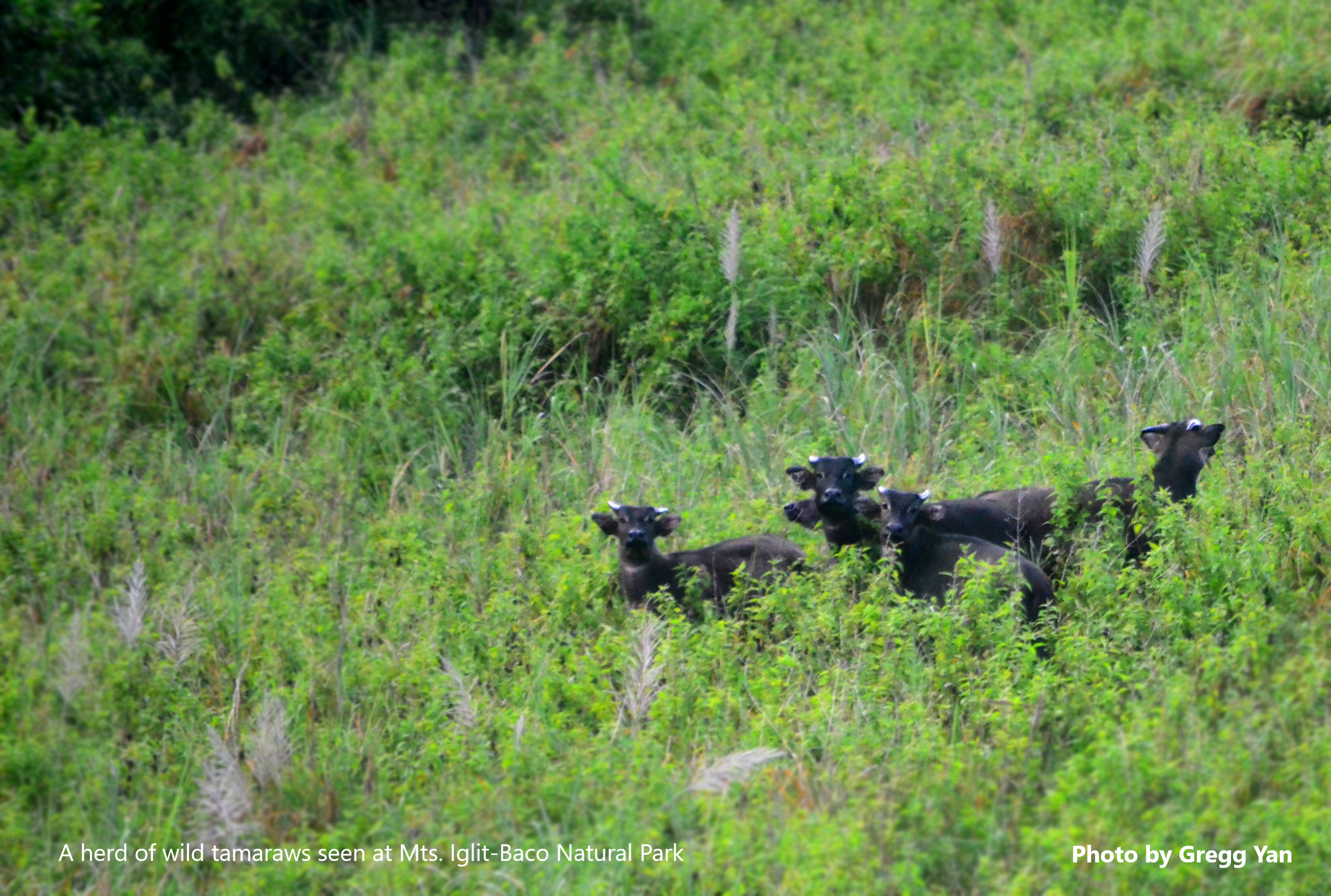 A herd of tamaraws seen in the wild at Mts. Iglit-Baco Natural Park. Photo by Gregg Yan