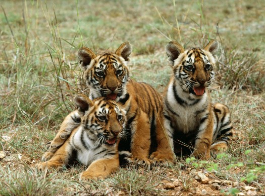 tigers in India